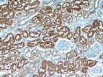 COTL1 Antibody in Immunohistochemistry (Paraffin) (IHC (P))