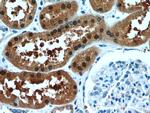 COTL1 Antibody in Immunohistochemistry (Paraffin) (IHC (P))