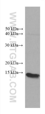 COTL1 Antibody in Western Blot (WB)