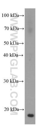 COTL1 Antibody in Western Blot (WB)