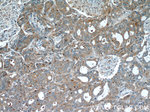 COTL1 Antibody in Immunohistochemistry (Paraffin) (IHC (P))