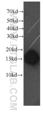 COTL1 Antibody in Western Blot (WB)