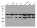 PGRMC2 Antibody in Western Blot (WB)