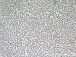HADHA Antibody in Immunohistochemistry (Paraffin) (IHC (P))