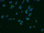CD14 Antibody in Immunocytochemistry (ICC/IF)