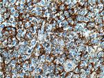 CD14 Antibody in Immunohistochemistry (Paraffin) (IHC (P))