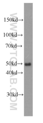 CD14 Antibody in Western Blot (WB)