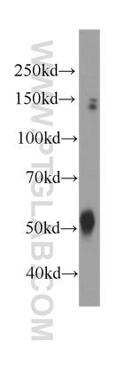 Dynamitin (1-401 AA) Antibody in Western Blot (WB)
