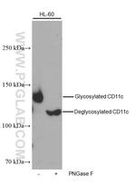 CD11c/Integrin alpha X Antibody in Western Blot (WB)