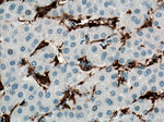 CD11c/Integrin alpha X Antibody in Immunohistochemistry (Paraffin) (IHC (P))