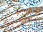 Napsin A Antibody in Immunohistochemistry (Paraffin) (IHC (P))
