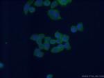 MEST Antibody in Immunocytochemistry (ICC/IF)