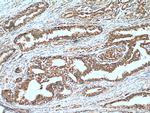 MEST Antibody in Immunohistochemistry (Paraffin) (IHC (P))
