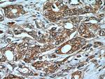 MEST Antibody in Immunohistochemistry (Paraffin) (IHC (P))