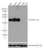 CD20 Antibody in Western Blot (WB)