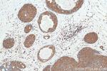SECTM1 Antibody in Immunohistochemistry (Paraffin) (IHC (P))