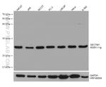 SECTM1 Antibody in Western Blot (WB)