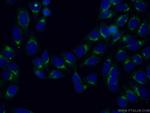 FAM3C Antibody in Immunocytochemistry (ICC/IF)