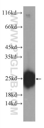FAM3C Antibody in Western Blot (WB)