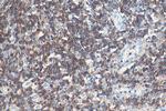 CD45 Antibody in Immunohistochemistry (Paraffin) (IHC (P))