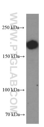 CD45 Antibody in Western Blot (WB)