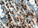 CD45 Antibody in Immunohistochemistry (Paraffin) (IHC (P))
