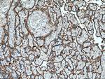 Annexin IV Antibody in Immunohistochemistry (Paraffin) (IHC (P))