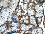 Annexin IV Antibody in Immunohistochemistry (Paraffin) (IHC (P))