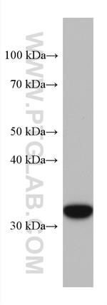 Annexin IV Antibody in Western Blot (WB)