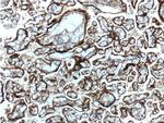 Annexin IV Antibody in Immunohistochemistry (Paraffin) (IHC (P))