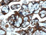 Annexin IV Antibody in Immunohistochemistry (Paraffin) (IHC (P))