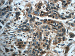Annexin IV Antibody in Immunohistochemistry (Paraffin) (IHC (P))
