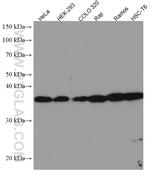 U2AF35 Antibody in Western Blot (WB)