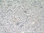 U2AF35 Antibody in Immunohistochemistry (Paraffin) (IHC (P))