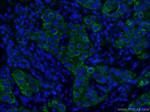 TNF alpha Antibody in Immunohistochemistry (PFA fixed) (IHC (PFA))