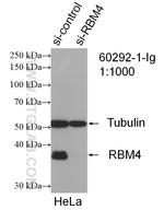 RBM4 Antibody in Western Blot (WB)