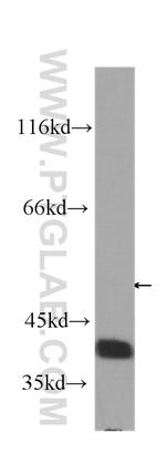 RBM4 Antibody in Western Blot (WB)