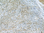 RBM4 Antibody in Immunohistochemistry (Paraffin) (IHC (P))