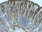 RBM4 Antibody in Immunohistochemistry (Paraffin) (IHC (P))