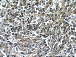 SCGF Antibody in Immunohistochemistry (Paraffin) (IHC (P))