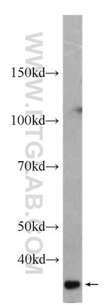 SCGF Antibody in Western Blot (WB)