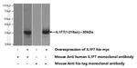 IL37 Antibody in Western Blot (WB)