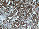 IL37 Antibody in Immunohistochemistry (Paraffin) (IHC (P))