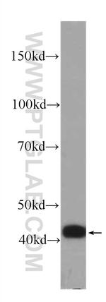 IL36RN Antibody in Western Blot (WB)
