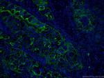 ICAM-1 Antibody in Immunohistochemistry (PFA fixed) (IHC (PFA))