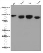ICAM-1 Antibody in Western Blot (WB)