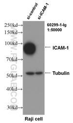 ICAM-1 Antibody in Western Blot (WB)