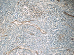 ICAM-1 Antibody in Immunohistochemistry (Paraffin) (IHC (P))