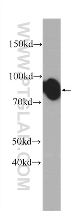 ICAM-1 Antibody in Western Blot (WB)
