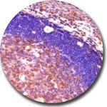 c-Myc Antibody in Immunohistochemistry (Paraffin) (IHC (P))